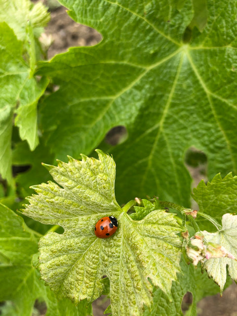 Biodiversity between vines