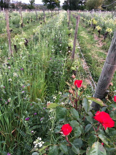 Pruning Vines at the biodynamic vineyard of Clos Monicord