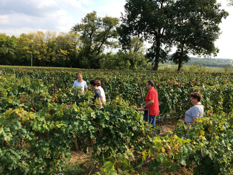 Total wine experience, grape picking, tasting, visiting, organic and biodynamic winery, Bordeaux clos to Saint Emilion. A unique great fine Bordeaux wine