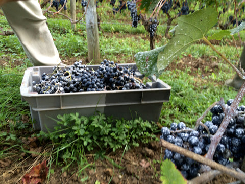 Total wine experience, grape picking, tasting, visiting, organic and biodynamic winery, Bordeaux clos to Saint Emilion. A unique great fine Bordeaux wine